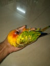 Sun conure