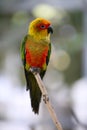 Sun Conure little parrot