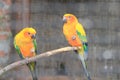 Sun Conure at Marwell Zoo - Close up Royalty Free Stock Photo