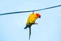 Sun conure parakeet Aratinga solstitialis Royalty Free Stock Photo
