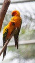 Sun conure parakeet Aratinga solstitialis. Royalty Free Stock Photo