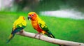 Sun conure parrot, beautiful bird on the perch