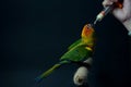 Sun conure parrot or bird Beautiful is aratinga Royalty Free Stock Photo