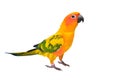 Sun Conure parrot bird