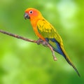 Sun Conure parrot bird Royalty Free Stock Photo