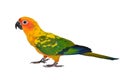 Sun Conure Parrot bird Royalty Free Stock Photo