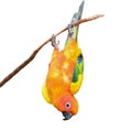 Sun Conure parrot bird