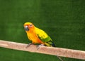 Sun conure parrot bird standing perch on the branch.