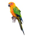 Sun Conure parrot bird