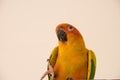Sun conure parrot close up , Beautiful yellow parrot