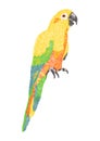 Sun conure parrot embroidery artwork design for clothing Royalty Free Stock Photo