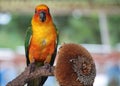 Sun Conure parrot with red orange yellow green and blue colors Royalty Free Stock Photo