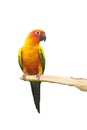 Sun Conure Parrot Screaming on a Branch isolated on white background