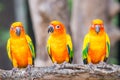 Sun Conure parrot standing at branch