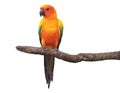 Sun Conure parrot standing on tree branch isolated on white background Royalty Free Stock Photo