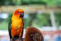 Sun Conure parrot standing on tree branch near sunflower seeds Royalty Free Stock Photo