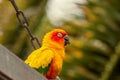 Sun Conure parrot on a swing