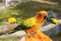 Sun Conure Parrot on a Tree Branch