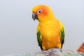 Sun Conure parrots aratinga solstitialis are beautiful colorful birds with a strong sense of identity. Royalty Free Stock Photo