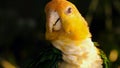 Sun Conure Parrots -Aratinga solstitialis- Royalty Free Stock Photo