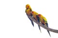 Sun Conure Parrots or Aratinga solstitialis perched on a branch in the garden on white background. Royalty Free Stock Photo