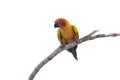 Sun Conure Parrots or Aratinga solstitialis perched on a branch in the garden on white background. Royalty Free Stock Photo