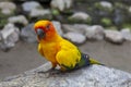 Sun Conure Parrots or Aratinga solstitialis perched on a stone in the garden. Royalty Free Stock Photo