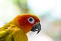 Sun Conure parrots. Royalty Free Stock Photo