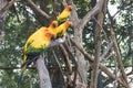 Sun Conure Parrots Beautiful Parrot on branch