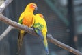 Sun Conure Parrots Beautiful Parrot on branch