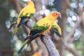 Sun Conure Parrots Beautiful Parrot on branch