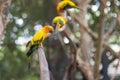 Sun Conure Parrots Beautiful Parrot on branch