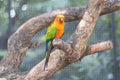 Sun Conure Parrots Beautiful Parrot on branch