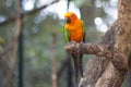 Sun Conure Parrots Beautiful Parrot on branch