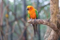 Sun Conure Parrots Beautiful Parrot on branch