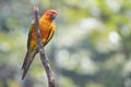 Sun Conure Parrots Beautiful Parrot on branch