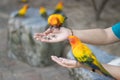 Sun Conure Parrots Beautiful Parrot eats food on hand