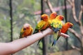 Sun conure parrots climbing on people hand