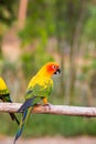 Sun Conure Parrots Royalty Free Stock Photo