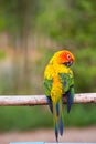 Sun Conure Parrots Royalty Free Stock Photo