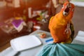 Sun Conure parrots the parrot opened the beak yawns beautiful animal face Royalty Free Stock Photo