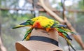 Sun conure parrots playing on hat Royalty Free Stock Photo