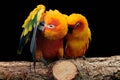 Sun conure preening plumage. Isolated on black background Royalty Free Stock Photo