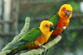 Sun Conure, red orange yellow green and blue color parrot Royalty Free Stock Photo