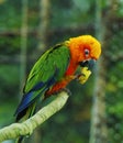 Sun Conure, red orange yellow green and blue color parrot Royalty Free Stock Photo