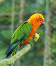 Sun Conure, red orange yellow green and blue color parrot Royalty Free Stock Photo