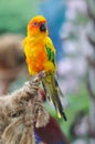 Sun Conures Royalty Free Stock Photo