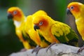 Sun Conures Royalty Free Stock Photo