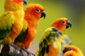 Sun Conures Royalty Free Stock Photo