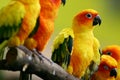 Sun Conures Royalty Free Stock Photo